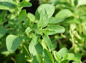 Oregano obecné, dobromysl 'Zorba White' - Origanum vulgare 'Zorba White'