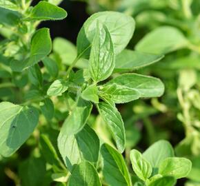 Oregano (Dobromysl) obecné 'Zorba White' - Origanum vulgare 'Zorba White'