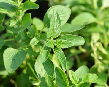 Oregano obecné, dobromysl 'Zorba White'