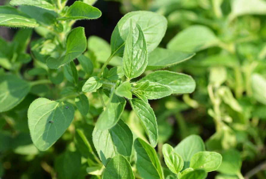 Oregano obecné, dobromysl 'Zorba White' - Origanum vulgare 'Zorba White'