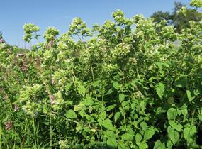 Oregano obecné, dobromysl 'Zorba White' - Origanum vulgare 'Zorba White'