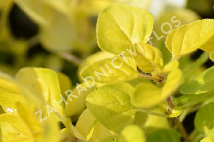Oregano (Dobromysl) obecné 'Goldtaler' - Origanum vulgare 'Goldtaler'