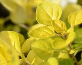 Oregano obecné, dobromysl 'Goldtaler'