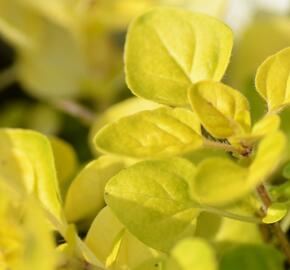 Oregano (Dobromysl) obecné 'Goldtaler' - Origanum vulgare 'Goldtaler'