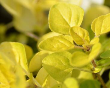 Oregano obecné, dobromysl 'Goldtaler'