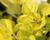 Oregano obecné, dobromysl 'Goldtaler'