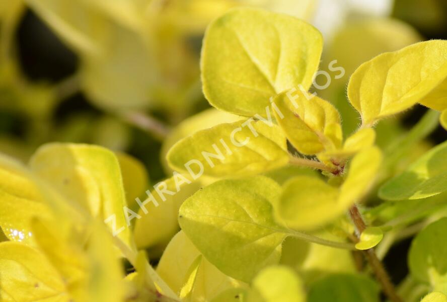 Oregano obecné, dobromysl 'Goldtaler' - Origanum vulgare 'Goldtaler'