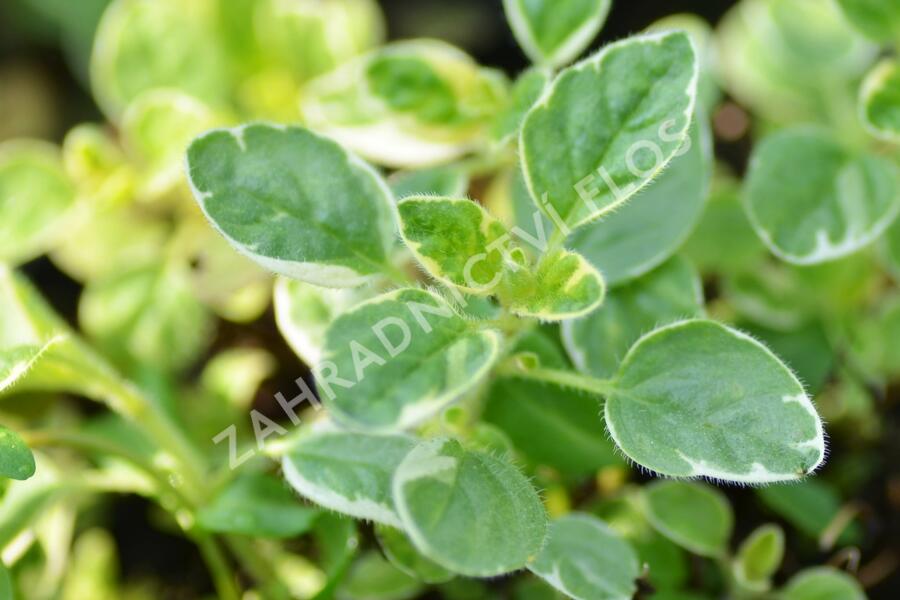 Oregano (Dobromysl) obecné 'Panta' - Origanum vulgare 'Panta'