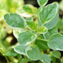 Oregano (Dobromysl) obecné 'Panta' - Origanum vulgare 'Panta'