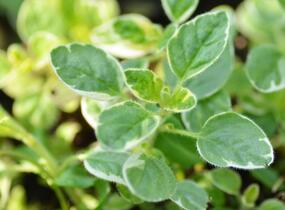 Oregano obecné, dobromysl 'Panta' - Origanum vulgare 'Panta'