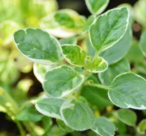 Oregano (Dobromysl) obecné 'Panta' - Origanum vulgare 'Panta'