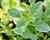 Oregano obecné, dobromysl 'Panta'