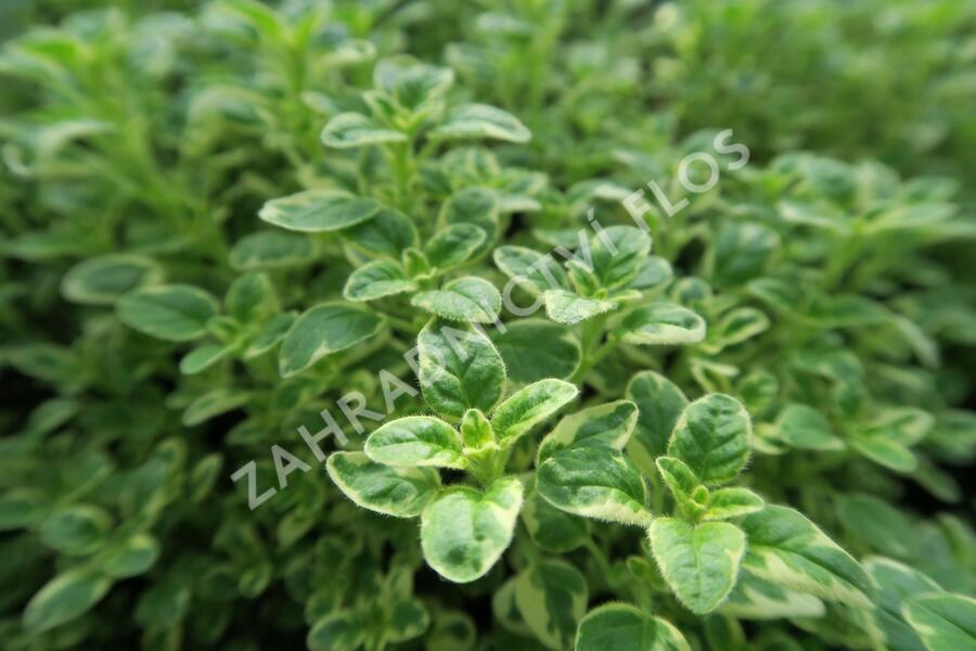 Oregano (Dobromysl) obecné 'Panta' - Origanum vulgare 'Panta'