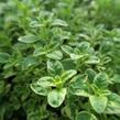 Oregano (Dobromysl) obecné 'Panta' - Origanum vulgare 'Panta'