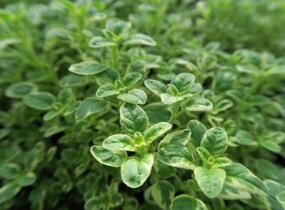 Oregano obecné, dobromysl 'Panta' - Origanum vulgare 'Panta'