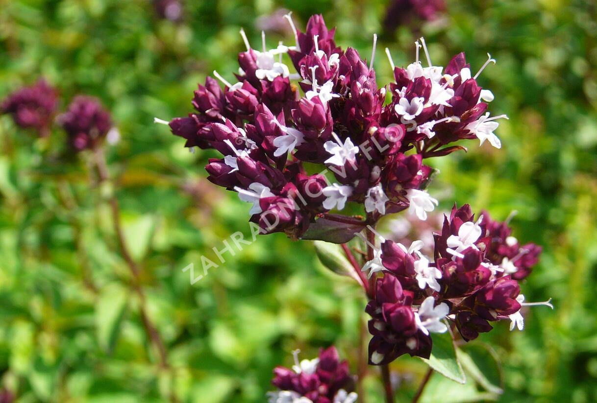 Oregano obecné, dobromysl 'Zorba Red' - Origanum vulgare 'Zorba Red'