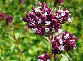 Oregano obecné, dobromysl 'Zorba Red' - Origanum vulgare 'Zorba Red'