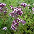 Oregano (Dobromysl) obecné 'Zorba Red' - Origanum vulgare 'Zorba Red'