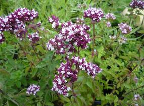 Oregano obecné, dobromysl 'Zorba Red' - Origanum vulgare 'Zorba Red'