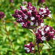 Oregano (Dobromysl) obecné 'Zorba Red' - Origanum vulgare 'Zorba Red'