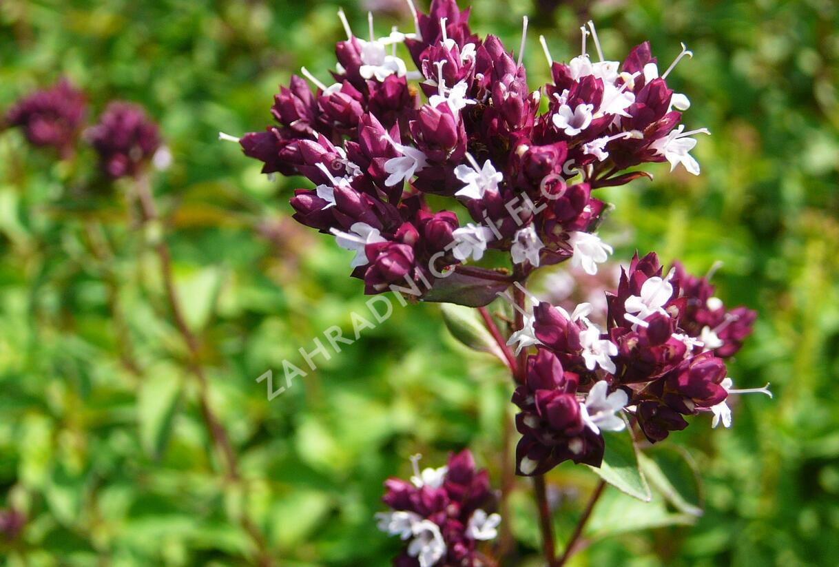 Oregano obecné, dobromysl 'Zorba Red' - Origanum vulgare 'Zorba Red'