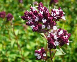 Oregano obecné, dobromysl 'Zorba Red'