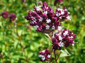 Oregano obecné, dobromysl 'Zorba Red' - Origanum vulgare 'Zorba Red'