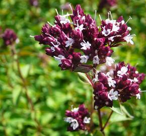 Oregano (Dobromysl) obecné 'Zorba Red' - Origanum vulgare 'Zorba Red'