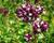 Oregano obecné, dobromysl 'Zorba Red'