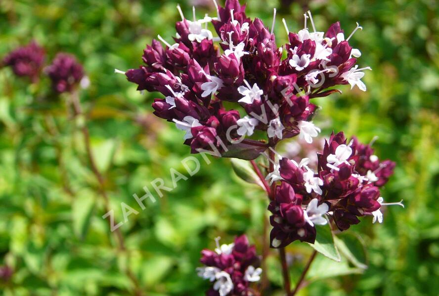 Oregano obecné, dobromysl 'Zorba Red' - Origanum vulgare 'Zorba Red'