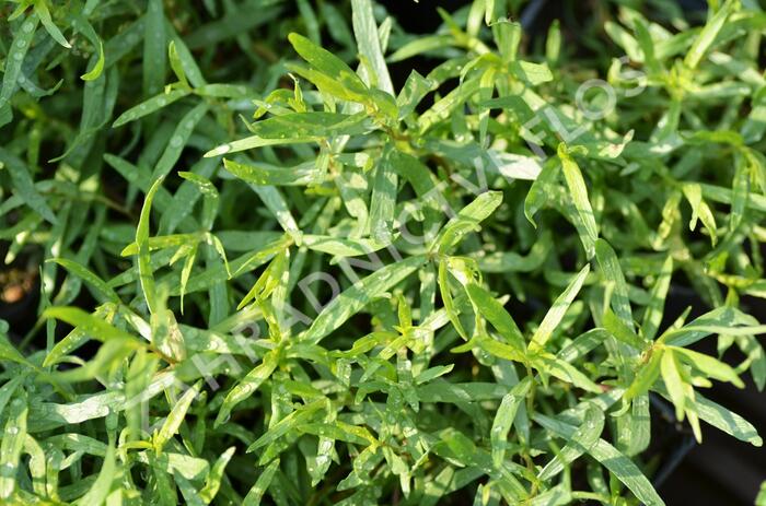 Pelyněk estragon 'France' - Artemisia dracunculus 'France'