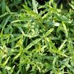 Pelyněk estragon 'France' - Artemisia dracunculus 'France'