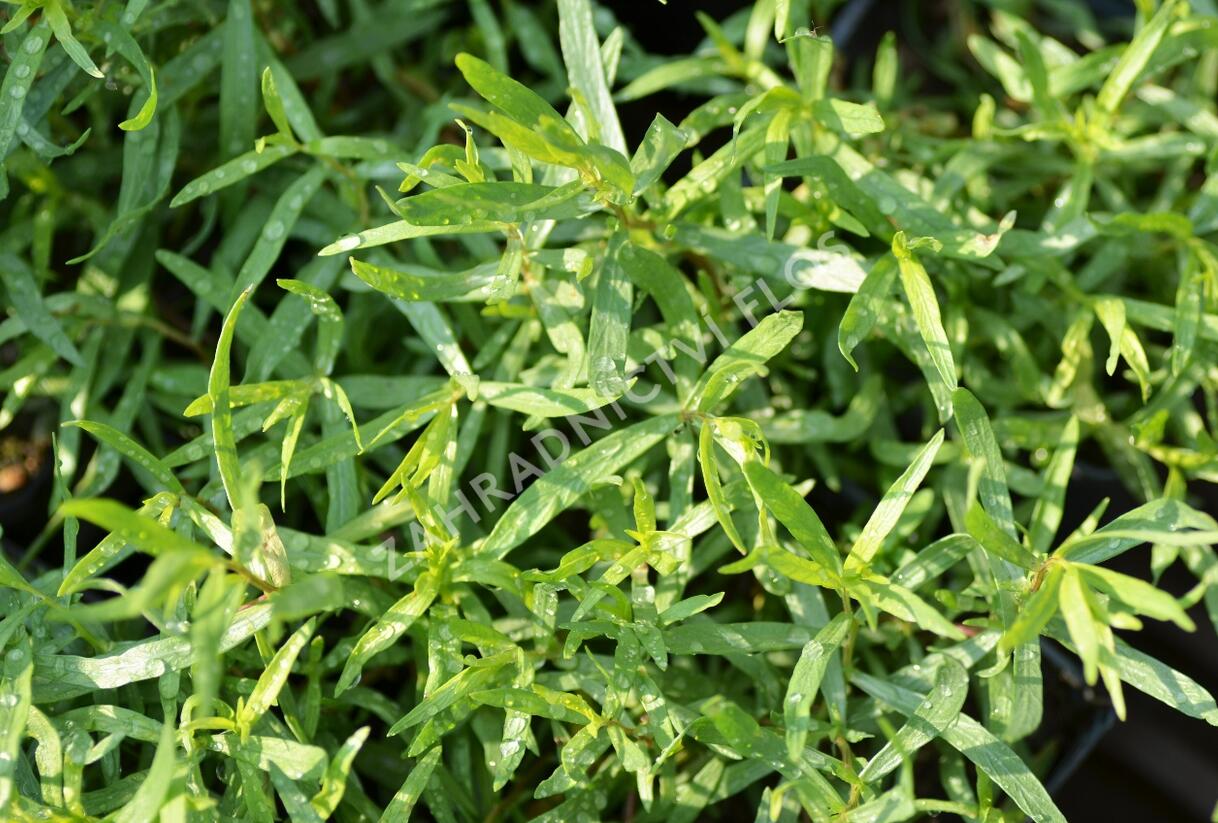 Pelyněk estragon 'France' - Artemisia dracunculus 'France'