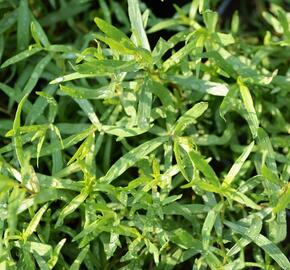Pelyněk estragon 'France' - Artemisia dracunculus 'France'