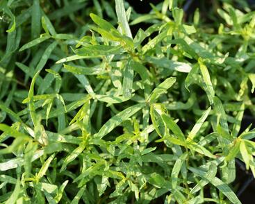 Pelyněk estragon 'France'