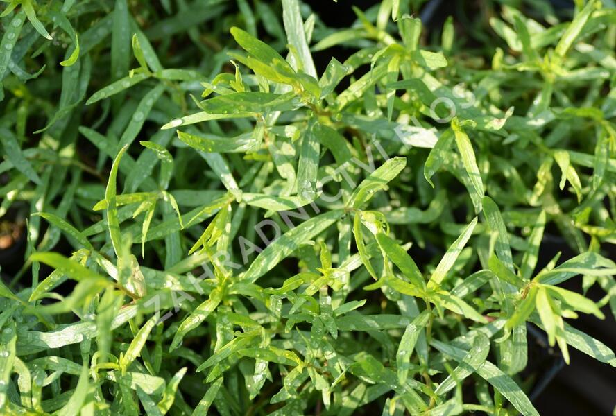 Pelyněk estragon 'France' - Artemisia dracunculus 'France'