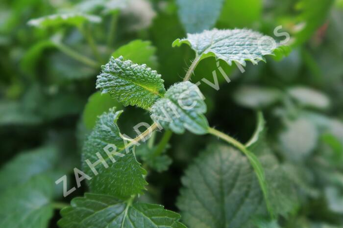 Meduňka lékařská 'Relax' - Melissa officinalis 'Relax'