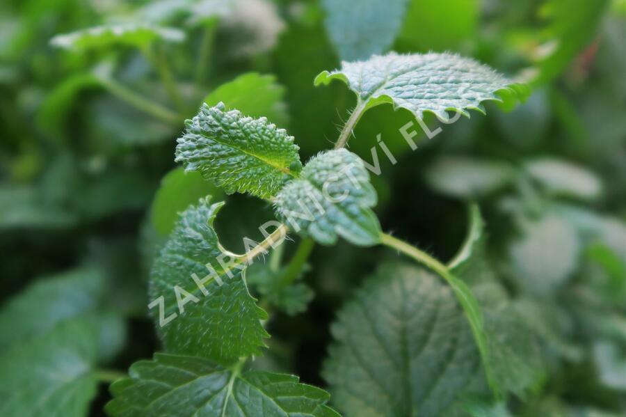 Meduňka lékařská 'Relax' - Melissa officinalis 'Relax'
