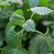 Meduňka lékařská 'Relax' - Melissa officinalis 'Relax'