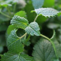 Meduňka lékařská 'Relax' - Melissa officinalis 'Relax'
