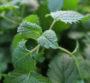 Meduňka lékařská 'Relax' - Melissa officinalis 'Relax'