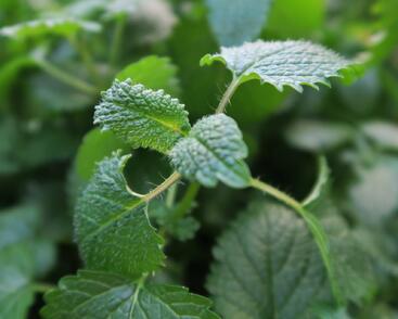 Meduňka lékařská 'Relax'