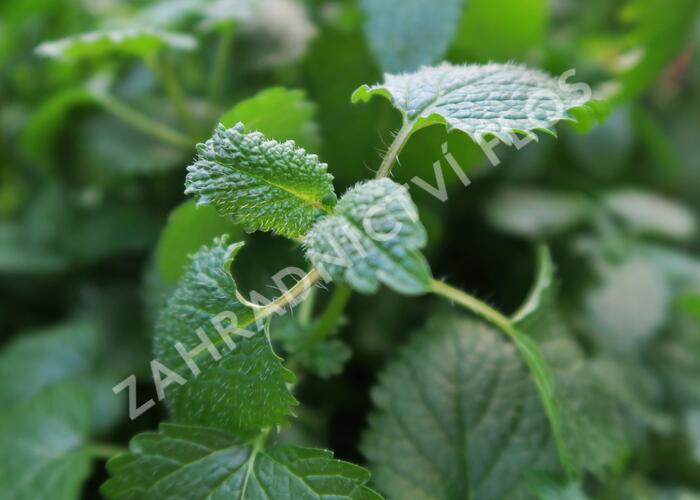 Meduňka lékařská 'Relax' - Melissa officinalis 'Relax'