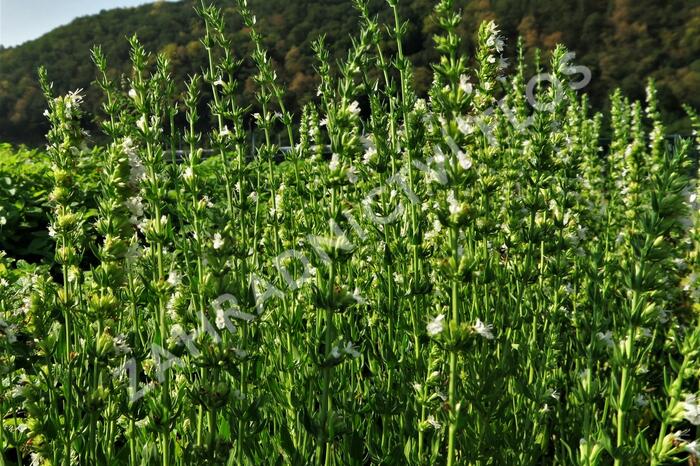 Yzop lékařský 'Weiß' - Hyssopus officinalis 'Weiß'