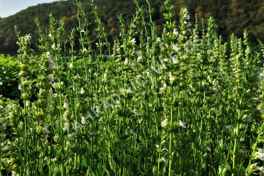 Yzop lékařský 'Weiß' - Hyssopus officinalis 'Weiß'