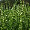 yzop lkask Wei - Hyssopus officinalis Wei