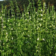 Yzop lékařský 'Weiß' - Hyssopus officinalis 'Weiß'