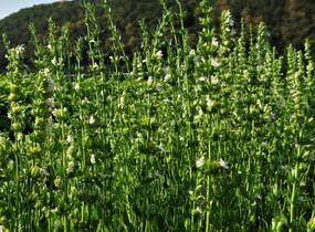 Yzop lékařský 'Weiß' - Hyssopus officinalis 'Weiß'
