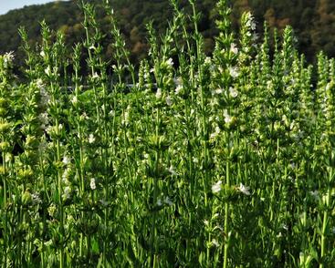 Yzop lékařský 'Weiß'