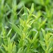 Yzop lékařský 'Weiß' - Hyssopus officinalis 'Weiß'